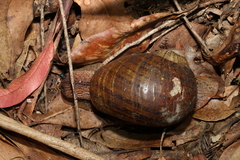Hedleyella falconeri