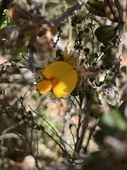 Oxylobium ellipticum