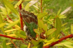 Graphium macleayanus