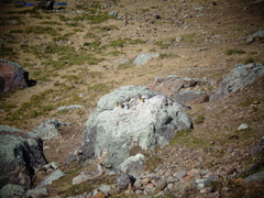 Sicalis olivascens