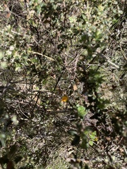 Oxylobium ellipticum