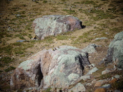 Sicalis olivascens