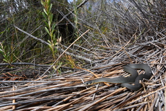 Elapognathus minor