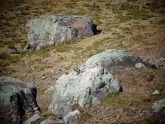 Sicalis olivascens