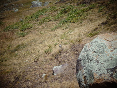 Geospizopsis unicolor