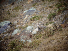 Geospizopsis unicolor