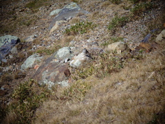 Geospizopsis unicolor