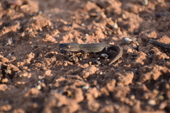 Crenadactylus ocellatus