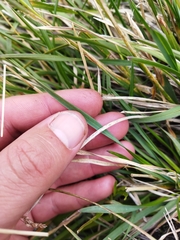 Poa binata
