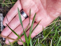 Poa binata