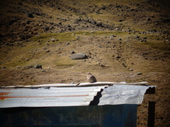 Metriopelia melanoptera