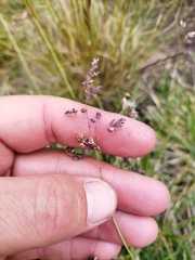 Poa binata