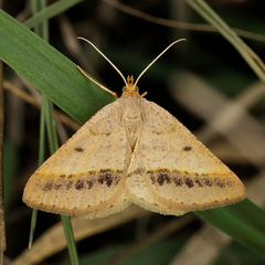 Isturgia arenacearia