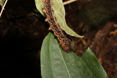 Chelepteryx chalepteryx
