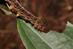 Chelepteryx chalepteryx