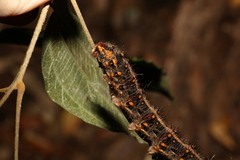 Chelepteryx chalepteryx