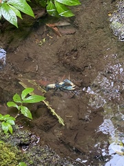 Euastacus sulcatus