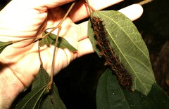 Chelepteryx chalepteryx