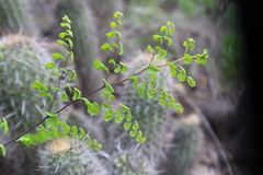 Adiantum subvolubile