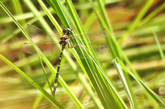 Synthemis eustalacta