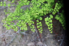 Adiantum subvolubile
