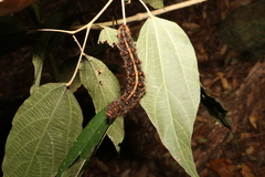 Chelepteryx chalepteryx