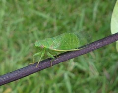 Chlorocysta vitripennis