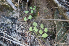 Adiantum subvolubile