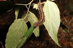 Chelepteryx chalepteryx