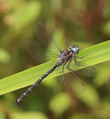 Austroaeschna multipunctata