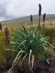 Kniphofia caulescens
