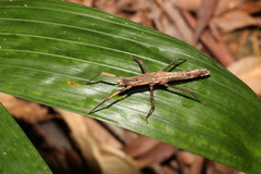 Pachymorpha