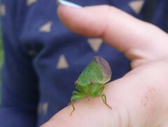 Chlorocysta vitripennis
