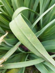 Kniphofia caulescens