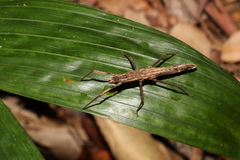 Pachymorpha