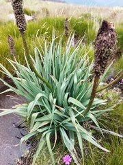 Kniphofia caulescens