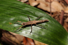 Pachymorpha