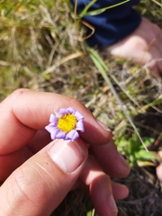 Felicia rosulata