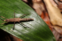 Pachymorpha
