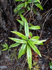 Corokia buddleioides