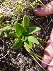 Felicia rosulata