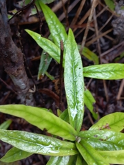 Corokia buddleioides