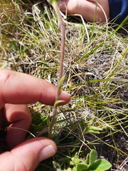 Felicia rosulata