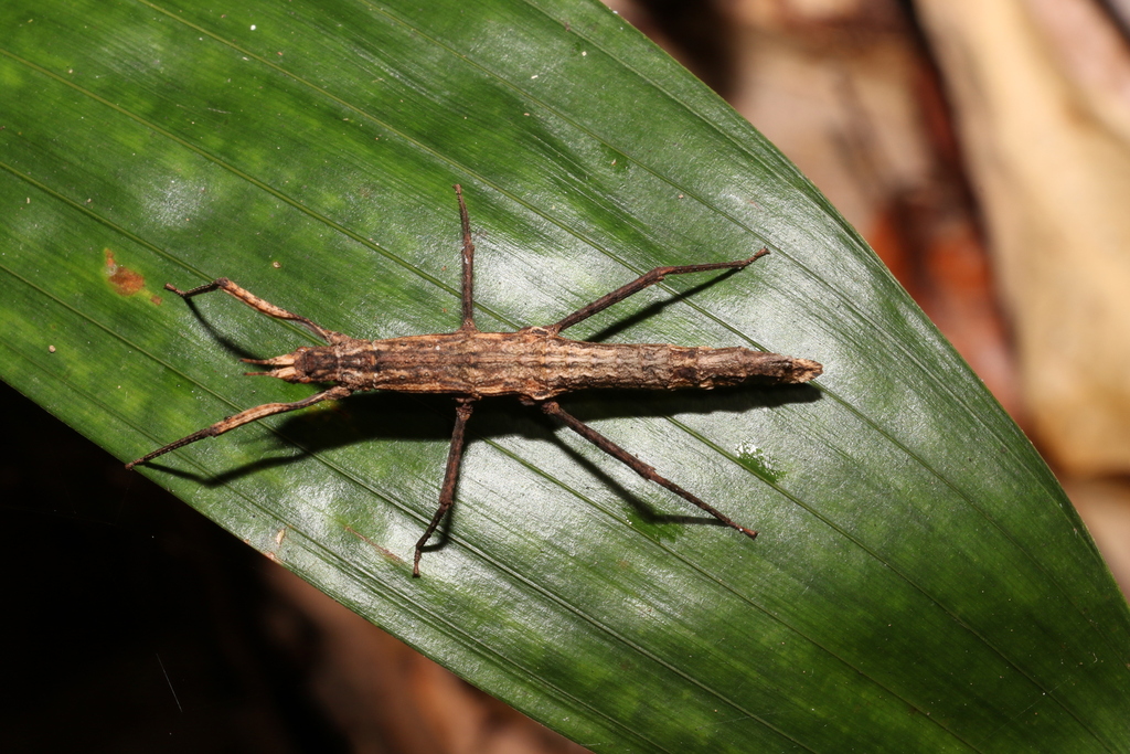 Pachymorpha