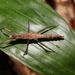 Pachymorpha - Photo (c) Greg Tasney, some rights reserved (CC BY-SA), uploaded by Greg Tasney