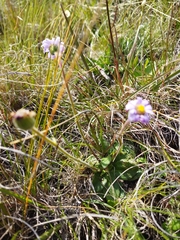 Felicia rosulata