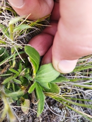 Felicia rosulata