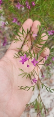 Boronia rivularis