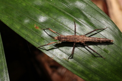 Pachymorpha