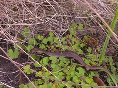 Eulamprus kosciuskoi